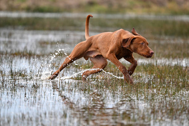 young vizsla running through water wit action and splashing water