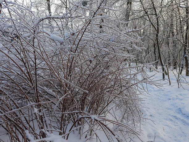 Dense bushes with branches without leaves covered with fluffy snow and ice glaze after freezing rain in a forest in winter sunny day