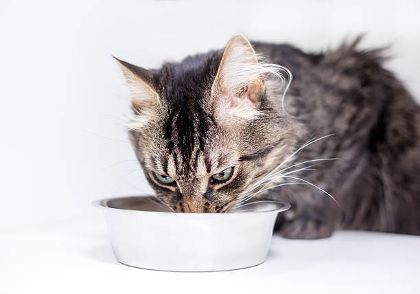 A tabby medium haired cat eating out of a food dish