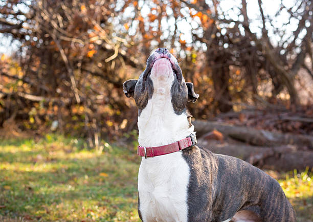 A Pit Bull Terrier mixed breed dog looking up to catch a treat