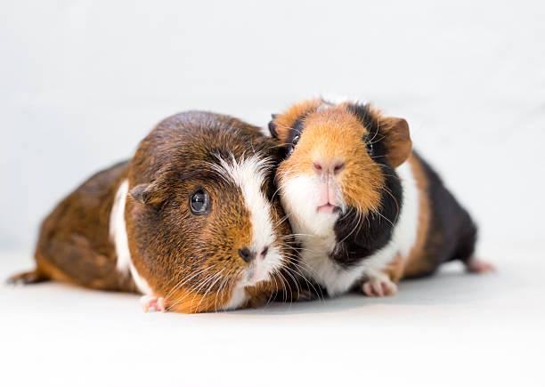 A pair of American Guinea Pigs on a white background