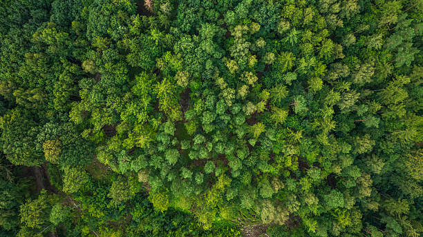 istock Aerial mixed forest canopy with broadleaf and conifer crowns 2258010803