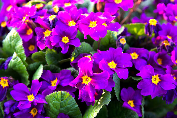 Primula flowers with a vintage appearance, among the earliest to bloom in spring.closeup of flowering pink purple Primula