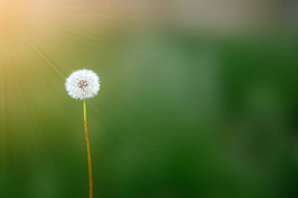 A white fluffy dandelion on a green background with sunny rays and copy space. High quality photo