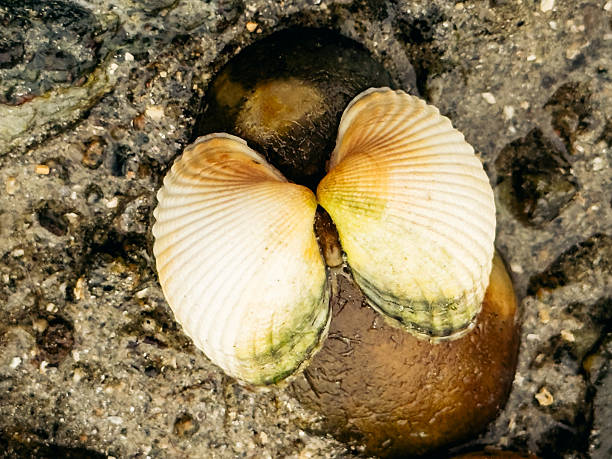 Two seashells resting closely together on a textured coastal rock surface, highlighting natural symmetry, organic forms, and earthy seaside textures.