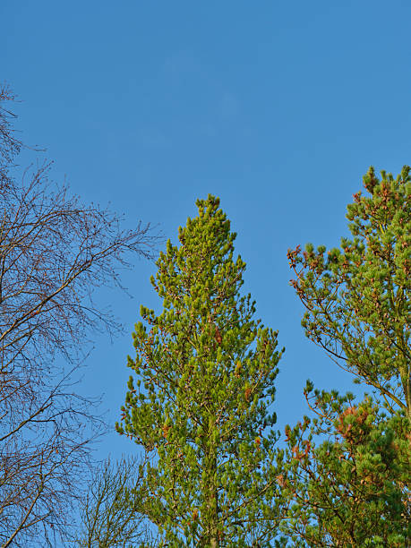 A calm forest view featuring bright blue sky and contrasting trees: green Pinus trees with dense needles alongside leafless deciduous branches, capturing a crisp, uplifting outdoor atmosphere. A natural composition that evokes tranquility and the beauty of untouched nature, with a hint of Nordic scenery and Danish influence.