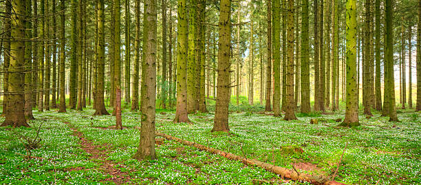 A serene Danish forest scene featuring tall pine or spruce trees, a lush green floor dotted with white wood anemones (Anemone nemorosa), a fallen log, and soft sunlight filtering through the canopy. Ideal for nature, spring, and tranquil lifestyle themes.