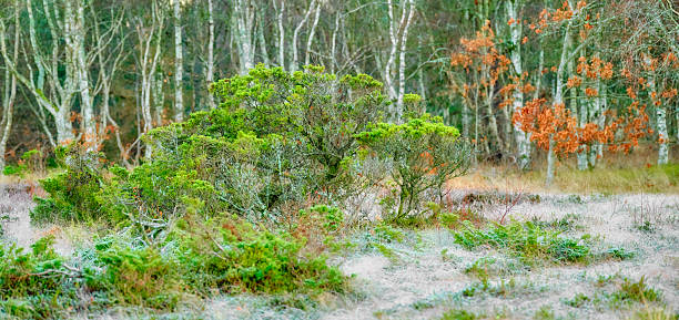 A serene forest scene in Denmark showing a dense stand of Betula pendula (silver birch) trees and a sprawling, glossy green shrub in the foreground. The ground is light with frost or dew, and hints of Calluna vulgaris and Erica species dot the area, with orange autumn foliage adding seasonal contrast.