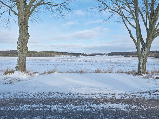 A serene winter scene in Denmark featuring two bare trees in the foreground, snow-covered ground, and a distant frost-kissed field under a clear blue sky. The calm, cold atmosphere evokes solitude, stillness, and the beauty of Nordic winter landscapes.
