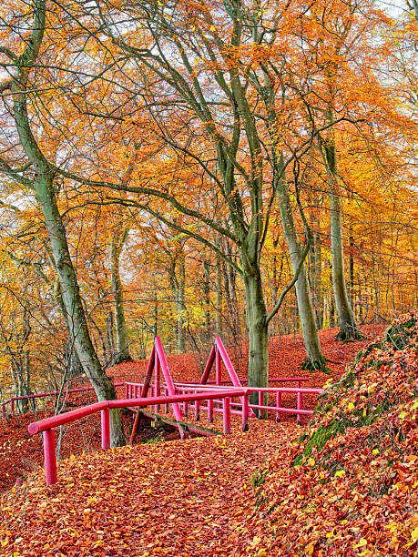A vivid autumn scene in a Danish forest features a winding trail bordered by bright pink railings, fallen leaves carpeting the ground, and tall trees with orange foliage. Great for nature, travel, seasonal campaigns, outdoor activities, and Nordic autumn themes.