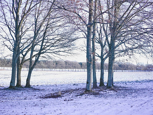 A forest on top of a hill against the winter sky