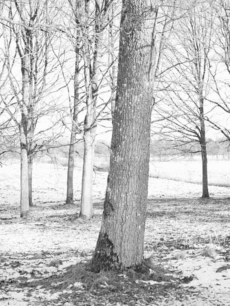 A serene black-and-white winter scene in a park, featuring a prominent tree trunk in the foreground and bare trees receding into a frosted landscape. The quiet, chilly atmosphere makes it ideal for nature, outdoor, and seasonal design projects, with a subtle Danish touch.
