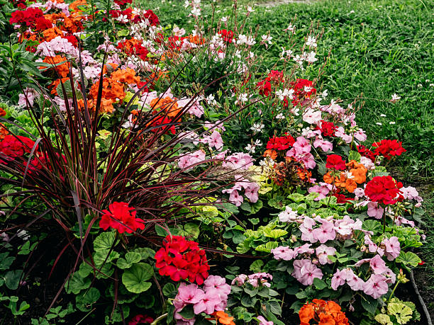Bright summer flowers in full bloom forming a lush garden bed with red, pink, orange, and white blossoms against fresh green foliage.