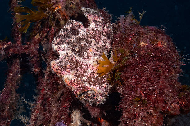 A camouflaged frogfish rests among coral and algae, blending perfectly into the surrounding reef environment. The textured body and cryptic coloration make the fish difficult to distinguish from the coral, showcasing an effective ambush predator adapted for camouflage. Ideal for themes related to marine biology, underwater wildlife, coral reef ecosystems, adaptation, and camouflage in nature.
