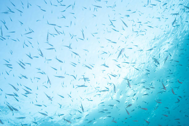 A large school of small fish swims near the surface, silhouetted against bright blue water and sunlight filtering from above. The dynamic yet minimal composition creates a sense of movement, openness, and tranquility, making it ideal for themes related to ocean backgrounds, marine life, freedom, nature, and abstract underwater scenes.
