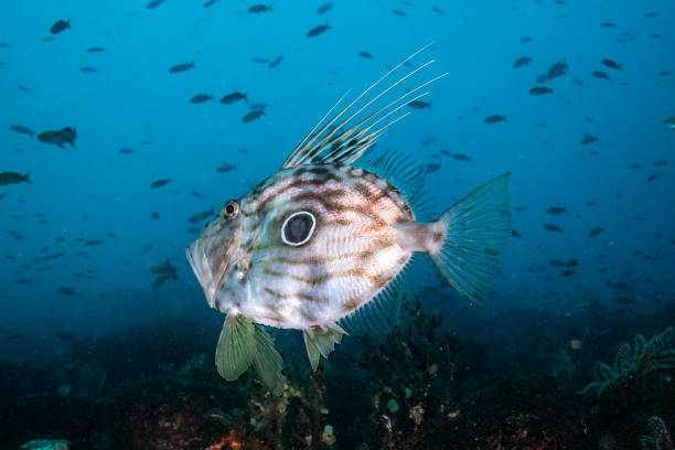 A John Dory fish swims above a rocky reef in deep blue water, displaying its distinctive round body, eye-shaped spot, and long dorsal spines. The dramatic lighting highlights the unique appearance of this predatory marine species, making it ideal for themes related to marine life, underwater wildlife, ocean predators, and biodiversity.
