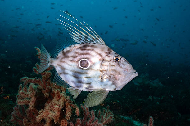 A John Dory fish swims above a rocky reef in deep blue water, displaying its distinctive round body, eye-shaped spot, and long dorsal spines. The dramatic lighting highlights the unique appearance of this predatory marine species, making it ideal for themes related to marine life, underwater wildlife, ocean predators, and biodiversity.