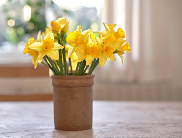 A sunny still life of Narcissus hybrids with bright yellow blooms arranged in a simple terracotta pot. Soft natural light creates a warm, cozy atmosphere ideal for home decor, spring, and nature-themed stock imagery. Perfect for conveying happiness, freshness, and indoor comfort in Danish settings.