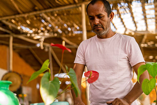 Mature adult man carefully observing anthurium flowers and plants in a rustic greenhouse, engaged in plant care
