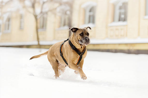 Cane Corso Playing in Snow Near Urban Building