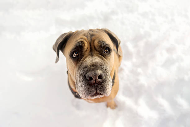Cane Corso Portrait in Snow with Soft Winter Background