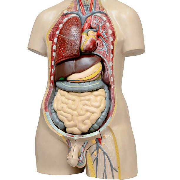 istock Human anatomy organ model isolated on white background. 2258023870