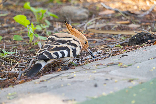 Eurasian Hoopoe foraging for food on woodland floor