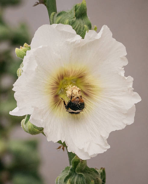Hollyhock (Alcea rosea) flowers blossom in the Garden, a beautiful hollyhock flower