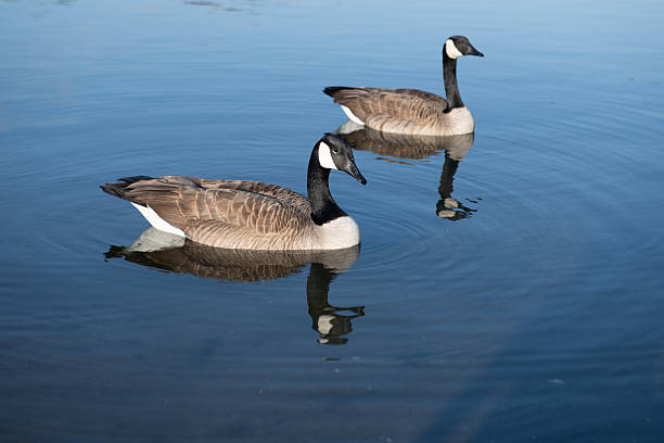 Goose swims calmly on the lake. Goose shows natural wildlife behavior. A wild goose reflects softly in the water. The goose brings peaceful nature mood