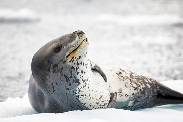 The leopard seal is the main predator of penguins in Antarctica