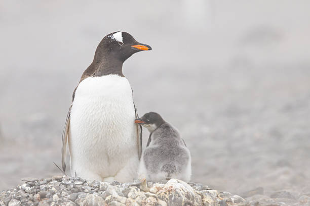 Along with Emperor penguins, Adelie penguins are the most southerly breeding penguin on earth. Named after the wife of French explorer Dumont d’Urville who discovered the penguins in 1840
