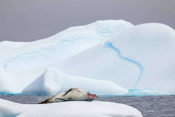 This seal species is the main predator of penguins.