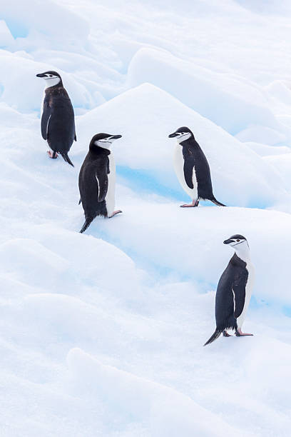3d render of a penguin dressed very smartly and engaging in a rather cool dance.