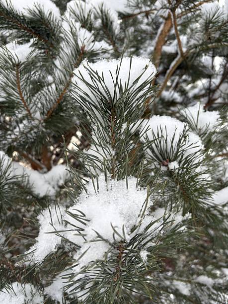 coniferous pine branches in the snow on a winter day in the forest