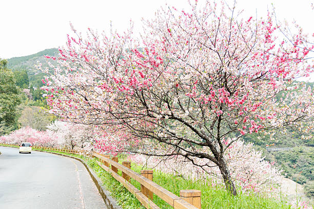Majestic cherry blossoms. Spring blooms. Spring storytelling. Greeting cards, postcards. Close up. Pink flowers