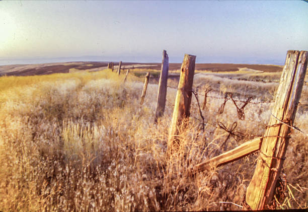 Rustic farm boundary fence with a wild blackberry bush growing at the base of timber posts and barbed wire strands on an Australian farm in New South Wales