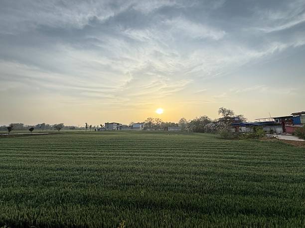 Green Wheat Fields,Farmland,China,Asia.Handheld shooting.