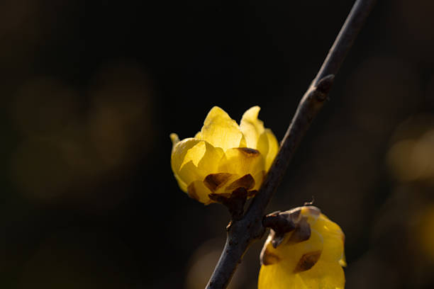 Yellow wintersweet blossom on blue background, close-up