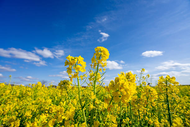 istock Yellow blooming flowers rapeseed under the blue sky. 2258041103