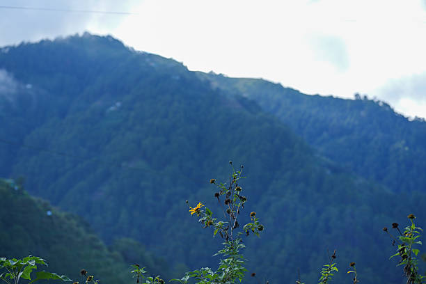 Lush green mountains covered with dense forest rise into soft morning mist, creating a calm and atmospheric natural landscape.