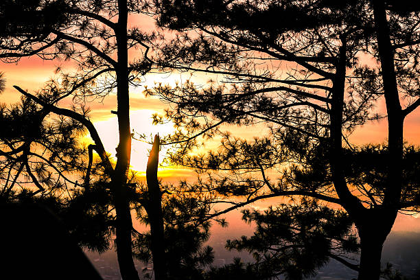 A serene sunset in Gothenburg, Sweden, visible through silhouetted tree branches. The warm colors of the sky blend beautifully, creating a peaceful atmosphere at dusk.
