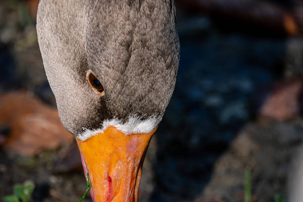 Goose beak close-up feeding nature