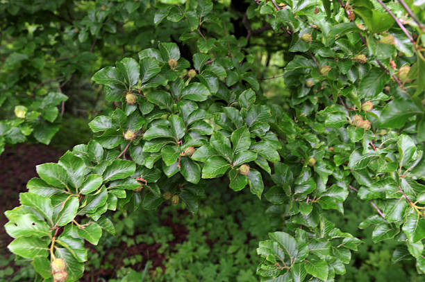 Fresh green beech hedge, leaves in spring, closeup. Background. Fagus sylvatica.Giant European beech in a forest.