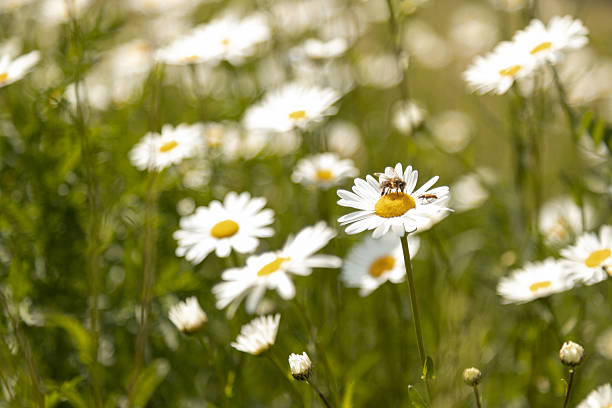 A bee sits on a chamomile. Insects in nature. Chamomile Field. High quality photo