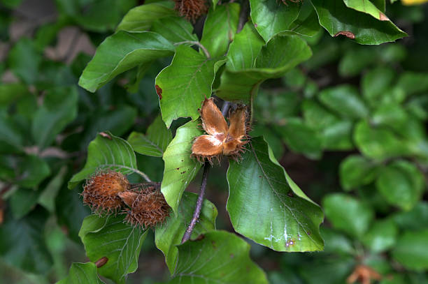 Beechnut cupule containing two triangular nuts, close-up.Dried beech nuts from the previous year nestled within the tree's leaves