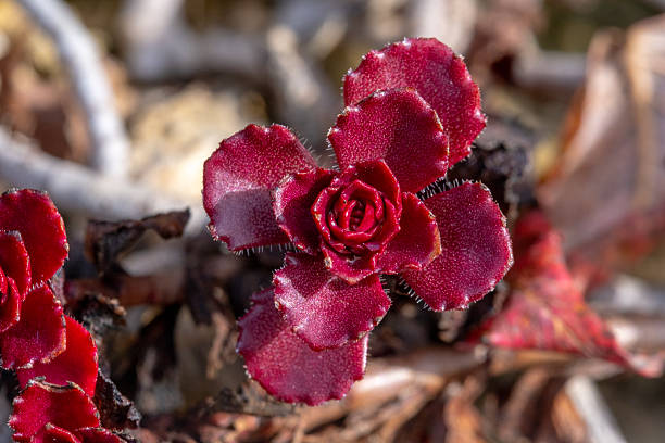 Red Succulent Plant Close-up