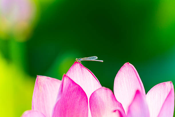 Lotus and damselfly, Lotus flower on the water