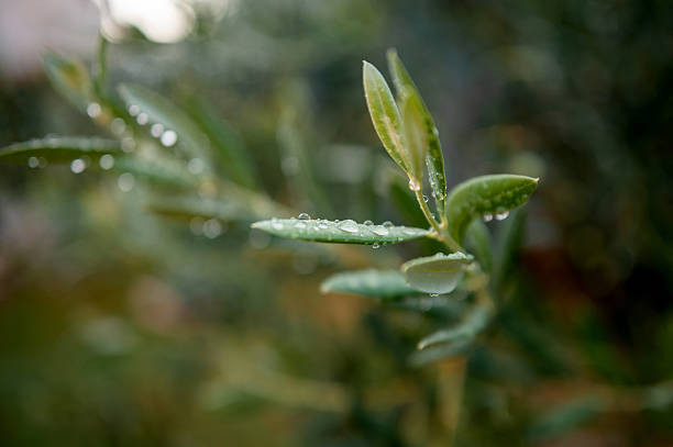 istock Olive Branch with Water Droplets 2258056835