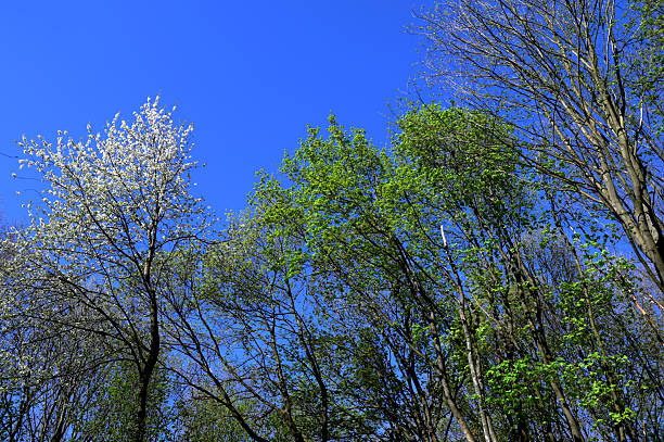 Low Angle Upward View Of Bare Trees In A Forest
