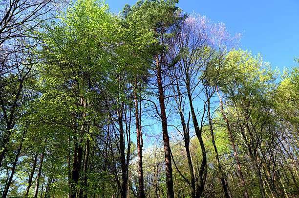 Natural green leaves and branches on background of blue sky, tree crown of trees from below upwards.Beautiful nature at morning in misty spring forest with sun